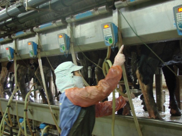 Hệ thống vắt sữa được vận hành tự động và được quản lý vi tính hóa của Afimilk (Israel). Hệ thống này cho phép kiểm tra chất lượng sữa tự động, phân loại sữa không đảm bảo chất lượng và ngay lập tức nguồn sữa này được loại thải. Sữa bò được chuyển theo hệ thống ống lạnh tự động, rồi chảy qua bồn trung gian và bộ phận lọc đặc biệt để loại bỏ bụi bẩn và tạp chất. Sữa sẽ qua hệ thống chiller làm lạnh xuống dưới 4 oC sau đó chuyển qua xe bồn lạnh tới nhà máy chế biến, độ lạnh luôn duy trì ở mức 2-4oC, đảm bảo sữa tươi được bảo quản trong môi trường tốt nhất và hạn chế tối đa sự xâm nhập của các vi rút có hại trong không khí.